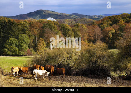 Ahr colline in autunno con cattels e Efflelsberg Radio Telescope, Bad Muenstereifel, Germania, Europa Foto Stock