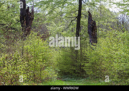 Harz Selketal-Sieg natura incontaminata Foto Stock