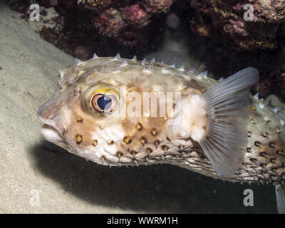 Yellowspotted burrfish Foto Stock