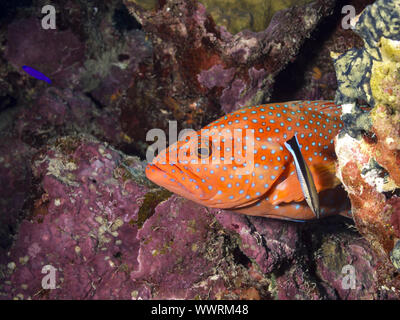 Epinefolo di corallo Foto Stock