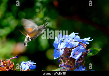 Hummingbird hawk-moth (Macroglossum stellatarum) hovering e avanzamento sul fiore Ceratostigma plumbaginoides. Kent, Inghilterra, Regno Unito Settembre 2019 Foto Stock