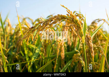 Spiga di riso dorato, close up giallo verde campo di riso Foto Stock