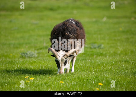 Una pecora con corna il pascolo al pascolo. Foto Stock