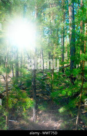 Riempito con il sole del sud della foresta di pini. Foto Stock