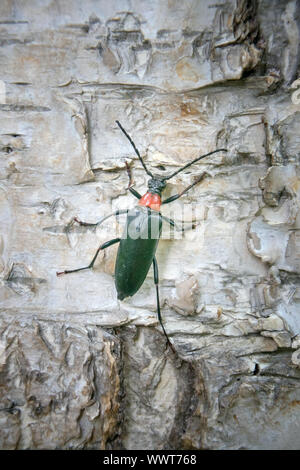 Vivacemente colorato Longhorn beetle (Leptura) sulla corteccia di betulla Foto Stock