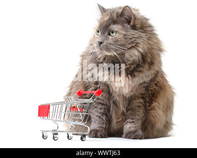 Gatto con carrello Foto Stock