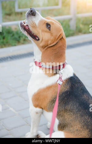 Popolari beagle pet dog sitter legato al guinzaglio Foto Stock