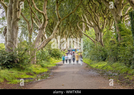 Una lunga esposizione del buio siepi, Ballymoney, Irlanda del Nord Foto Stock