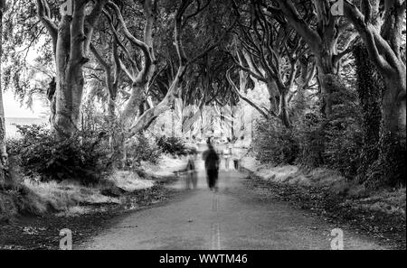 Una lunga esposizione del buio siepi, Ballymoney, Irlanda del Nord in bianco e nero Foto Stock