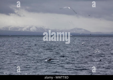 Coda di balena nelle acque al di fuori di Reykjavik, montagne sullo sfondo Foto Stock