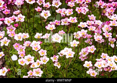 Piccola e bella fiori. Foto Stock