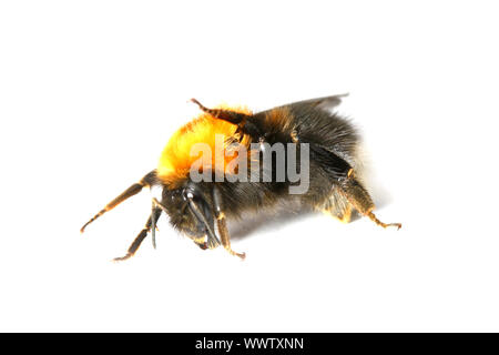 La danza aerobica Bumble Bee isolati su sfondo bianco Foto Stock