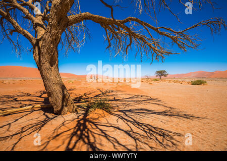 Morto alberi Camelthorn e dune rosse di Sossusvlei, Namib-Naukluft National Park, Namibia Foto Stock