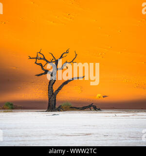 Morto alberi Camelthorn e dune rosse in Deadvlei, Sossusvlei, Namib-Naukluft National Park, Namibia Foto Stock