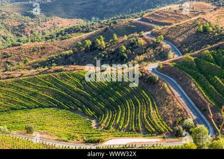 I vigneti e la vite n le colline della contea di Montsant, Spagna Foto Stock