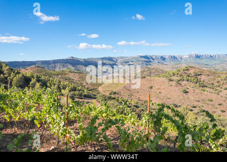 I vigneti e la vite n le colline della contea di Montsant, Spagna Foto Stock