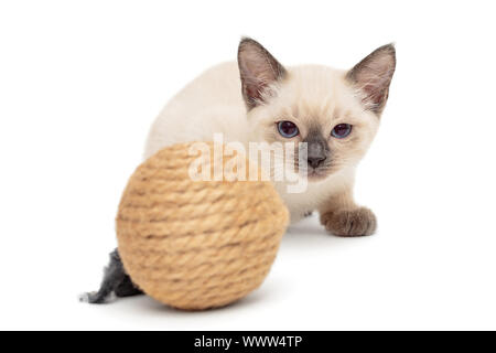 Poco siamese Gattino giocando con il giocattolo, isolati su sfondo bianco Foto Stock