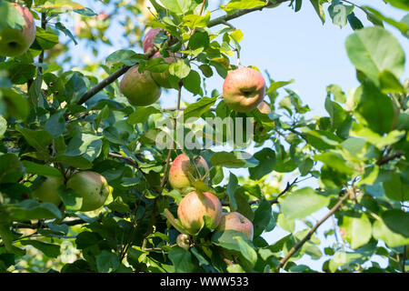 Altländer Pfannkuchenapfel, Tedesco apple cultivar, Germania, Europa Foto Stock