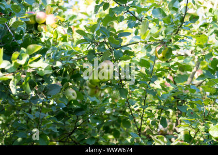 Altländer Pfannkuchenapfel, Tedesco apple cultivar, Germania, Europa Foto Stock