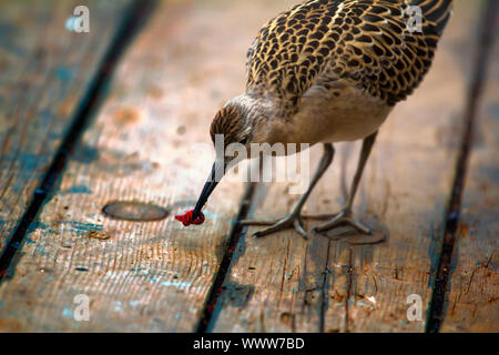 Poveri emigranti sulla nave. Ruff greedily mangia lombrico Foto Stock