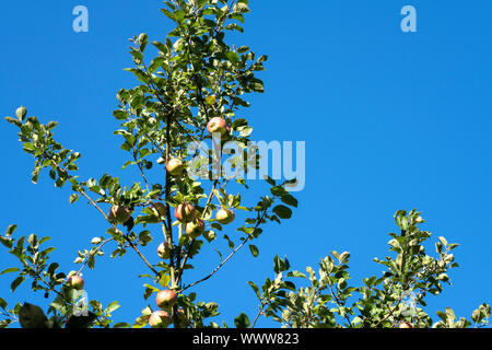 Altländer Pfannkuchenapfel, Tedesco apple cultivar, Germania, Europa Foto Stock