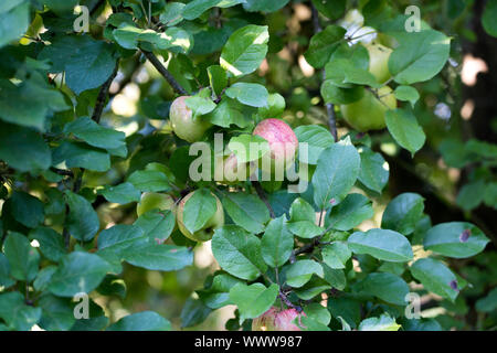 Altländer Pfannkuchenapfel, Tedesco apple cultivar, Germania, Europa Foto Stock