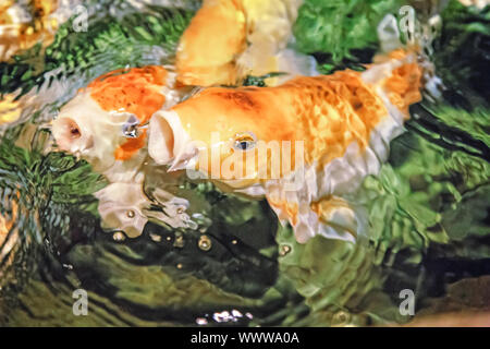 Koi - un ornamentali pesci addomesticati. Foto Stock