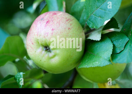 Altländer Pfannkuchenapfel apple, antiche varietà, in Germania, in Europa; Foto Stock
