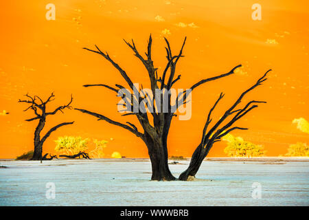 Morto alberi Camelthorn e dune rosse in Deadvlei, Sossusvlei, Namib-Naukluft National Park, Namibia Foto Stock