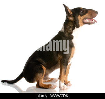 Felice tri-color bull terrier seduto con la riflessione su sfondo bianco Foto Stock