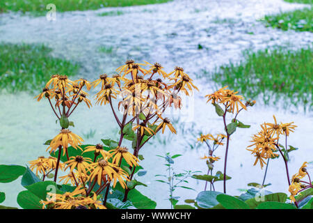 Ligularia dentata Desdemona blossom sulla riva, giallo i fiori sbocciano in prossimità dell'acqua, la natura in autunno floral background orizzontale, bellissimi fiori o Foto Stock