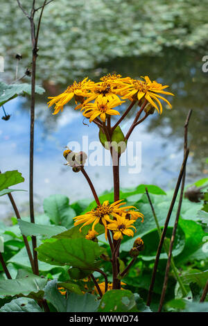 Fiore giallo di Ligularia dentata Desdemona da fiore sulle rive del laghetto. Acqua-amare autunno piante ornamentali. Foto Stock