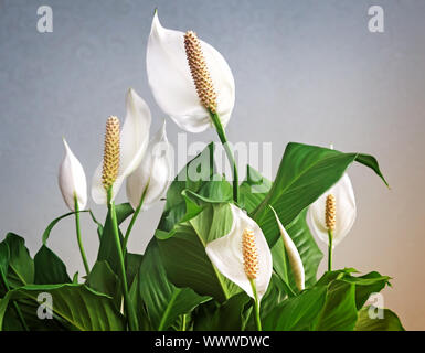 Fioritura fiori bianchi spathiphyllum. Foto Stock