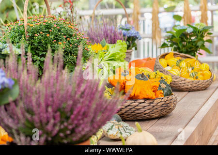 Giardino ancora in vita, crown zucche e Klein bicolor su una fattoria in legno contatore, blooming heather. Harvest Festival Halloween Foto Stock