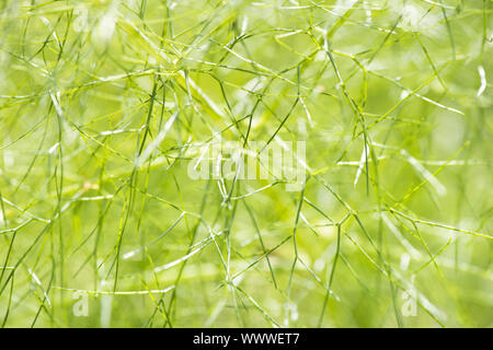 Fenchel Foeniculum vulgare Foto Stock