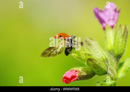 Ladybug seduti sulla lama di erba Foto Stock