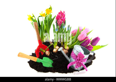 Giardinaggio con bulbi da fiore e strumenti in primavera Foto Stock
