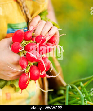 Close-up di rafano maturi Foto Stock