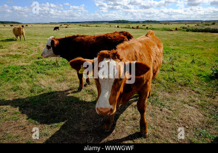 Due giovani vitelli in campo, holkham, North Norfolk, Inghilterra Foto Stock