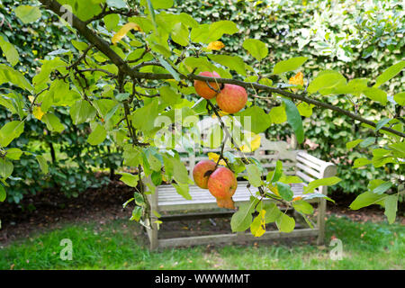 Red Boskoop, Tedesco apple cultivar, Germania, Europa Foto Stock