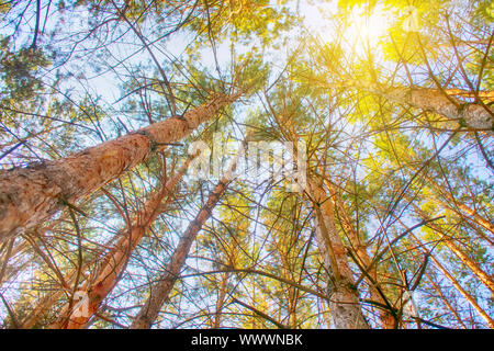 Riempito con il sole del sud della foresta di pini. Foto Stock