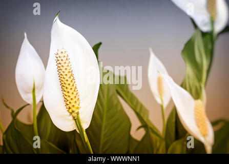 Fioritura fiori bianchi spathiphyllum. Foto Stock