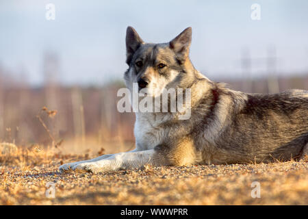 La Siberia orientale Laika (correlati razza husky). Foto Stock