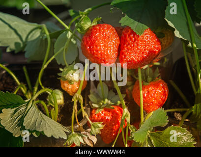 Fragola bacche mature in giardino . Foto Stock