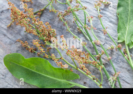 Sauerampfer-Samen, Sauerampfersamen, Ampfer-Samen, Ampfersamen, Samen, Saat, Kräuterernte, Sauerampfer, Wiesen-Sauerampfer, Sauer-Ampfer, Großer Sauer Foto Stock