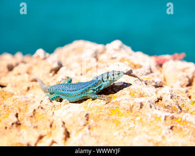 Formentera lizard su sfondo del mare Podarcis pityusensis formenterae Foto Stock