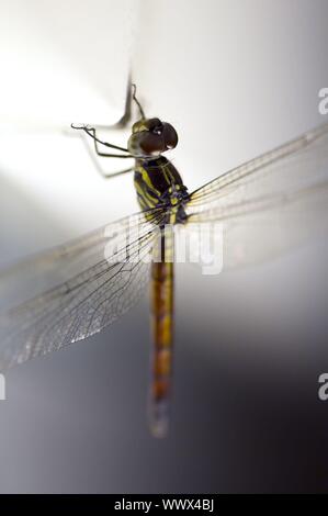 Close up riprese di una libellula anisoptera Foto Stock