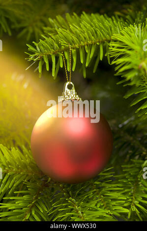 Sfera rossa in un vero e proprio abete del Caucaso albero di Natale Foto Stock