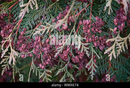 I rami e i frutti di arborvitae, thuja occidentalis variet Foto Stock