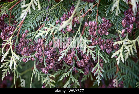 I rami e i frutti di arborvitae, thuja occidentalis variet Foto Stock